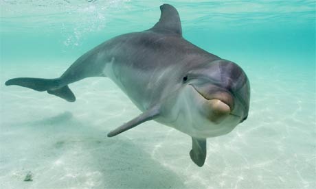 https://adinah.files.wordpress.com/2014/04/xxx-dolphins.jpg